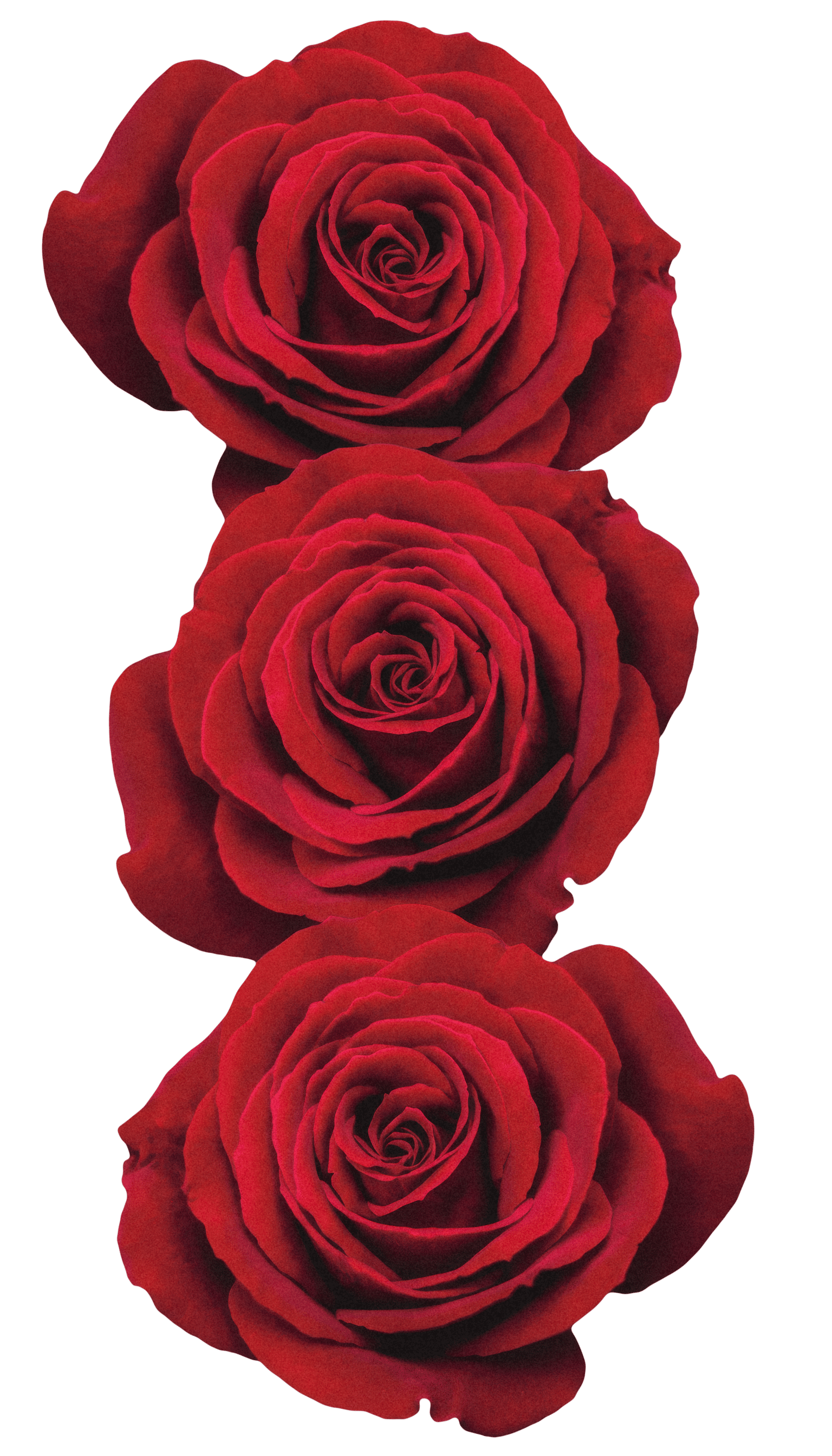 Three roses aligned vertically.
